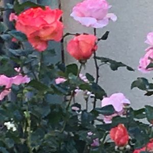 Meet your Posher, Alletta